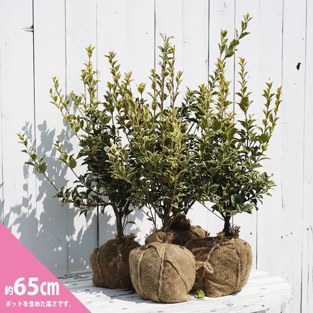 000000006206-01.jpg?size=l&w=