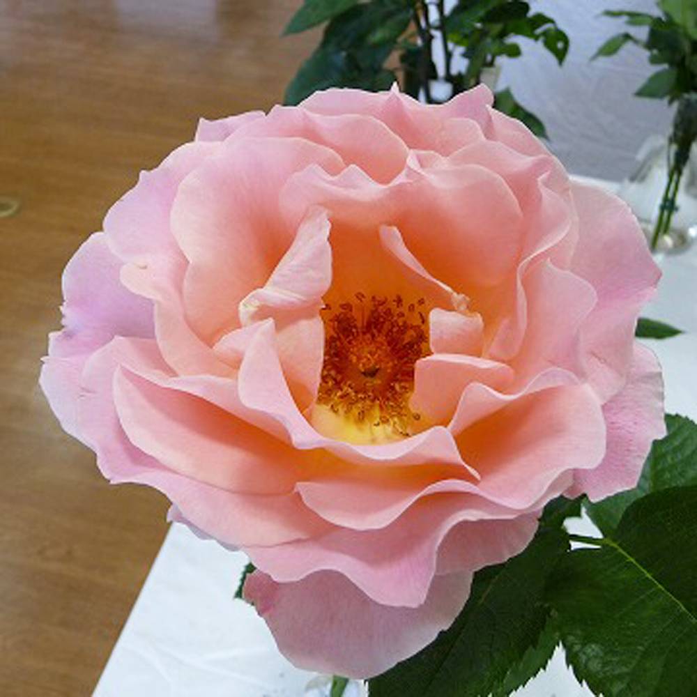 バラ ロココ CL クライミング (つるバラ) 苗 通販 苗木部 By 花ひろば