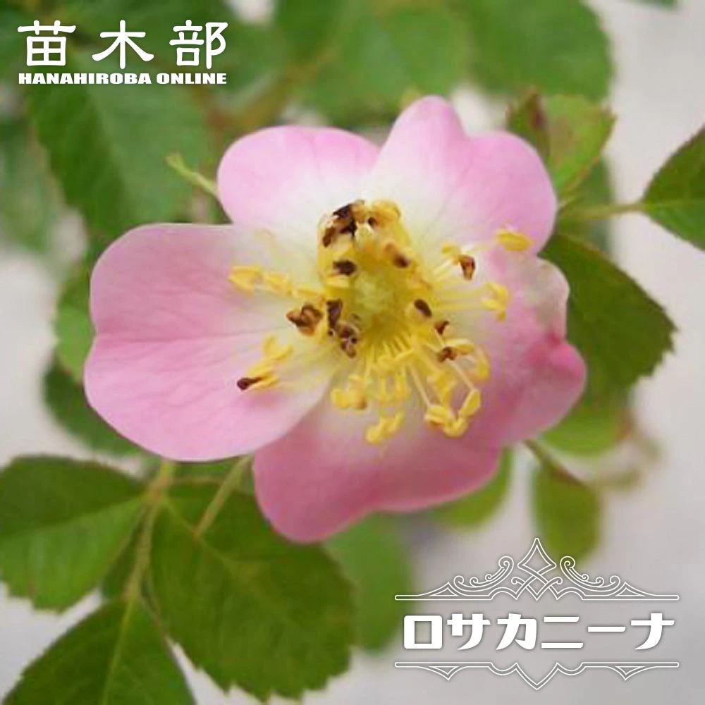 000000006314-01.jpg?size=l&w=