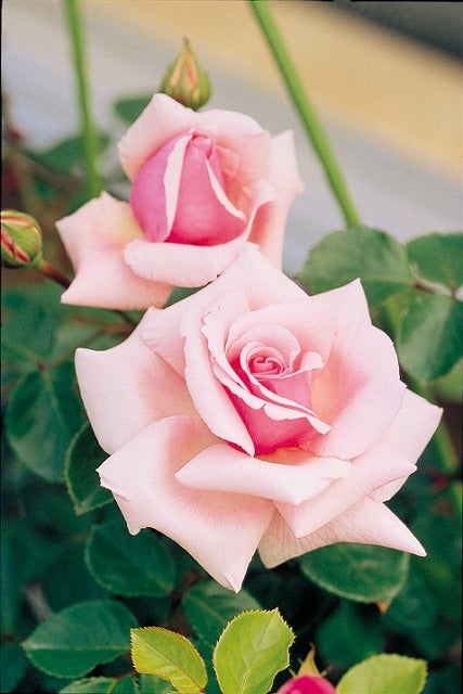 000000006317-04.jpg?size=l&w=