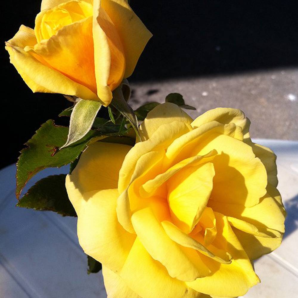 000000006321-06.jpg?size=l&w=