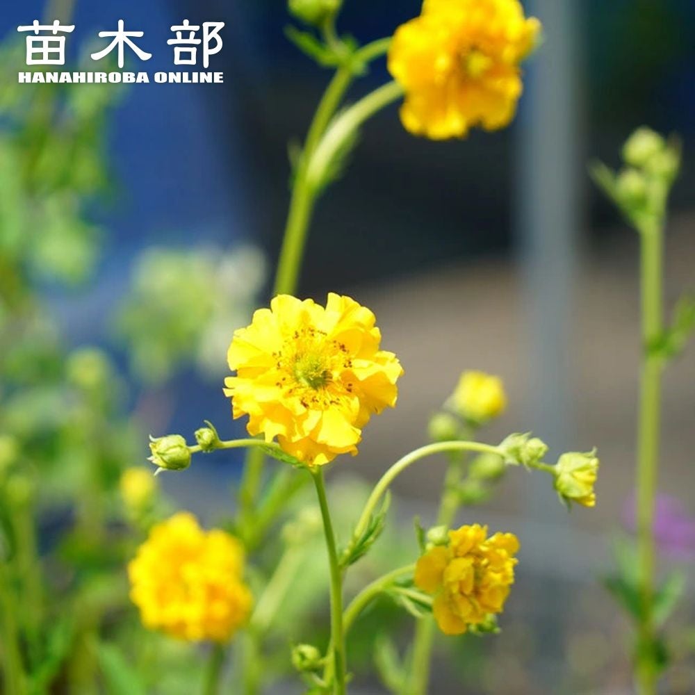 芍薬 西洋シャクヤク フェスティバマキシマ 苗 販売 苗木部 By 花