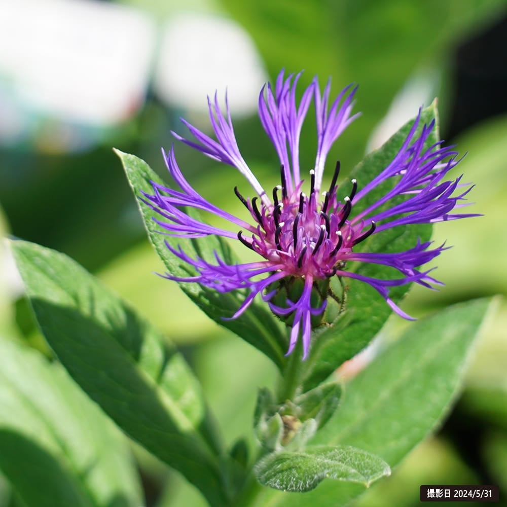 セントーレア モンタナ 苗 販売 苗木部 By 花ひろばオンライン