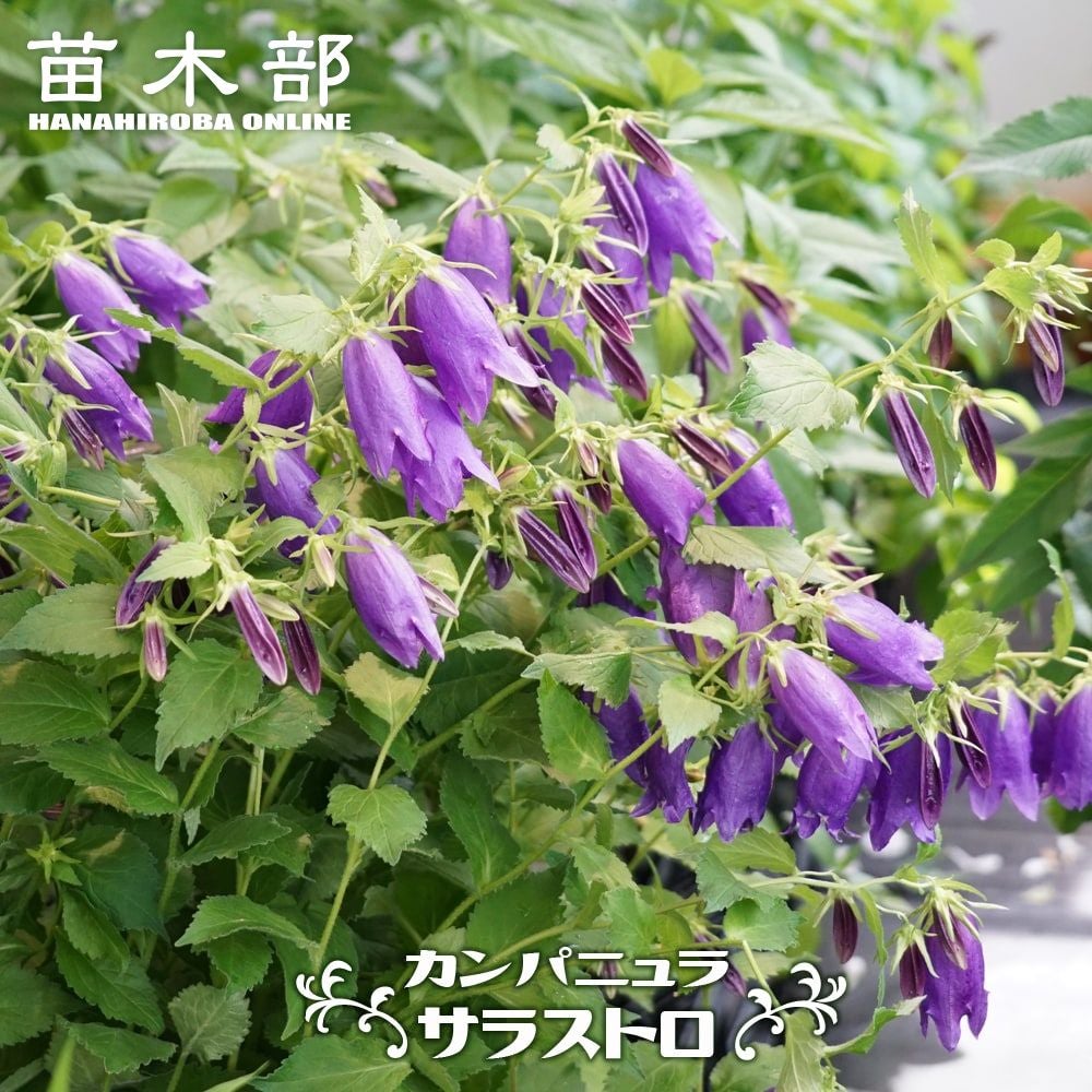 カンパニュラ 苗 カンパニュラ苗 花の苗 花苗 - メルカリ