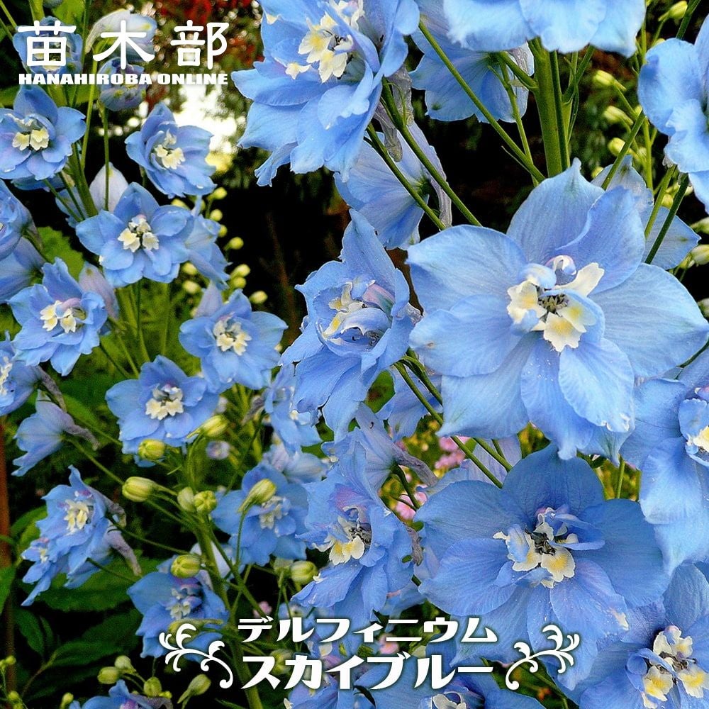 アボカド ウィンターメキシカン Aタイプ 苗 販売 苗木部 By 花ひろば