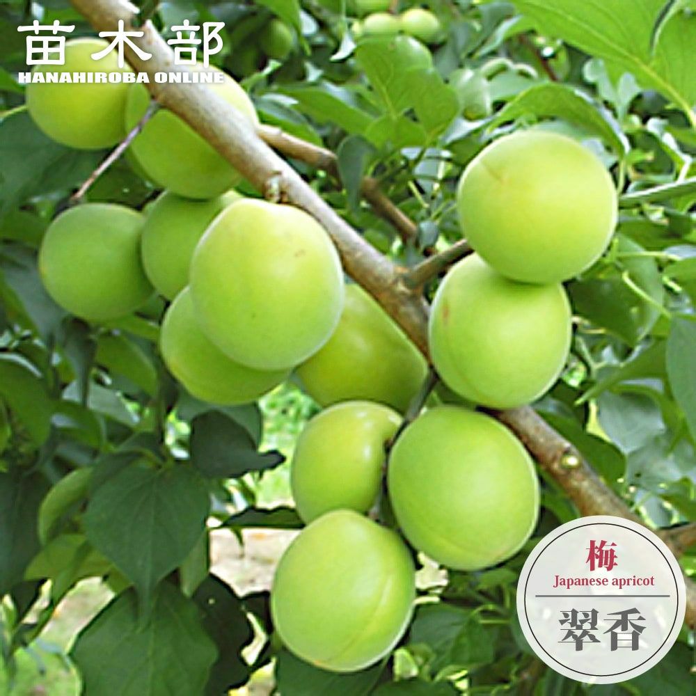 梨 赤ナシ なるみ 苗 販売 苗木部 By 花ひろばオンライン