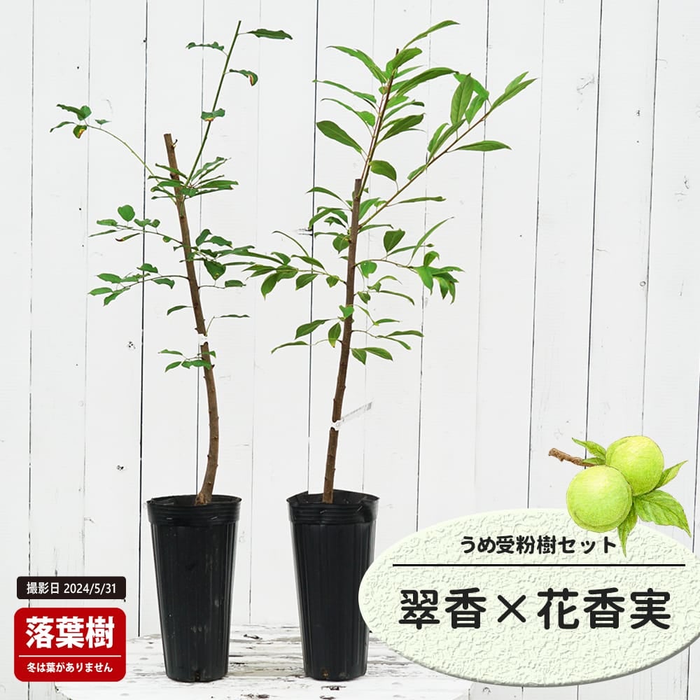 梅 翠香と花香実の受粉樹セット