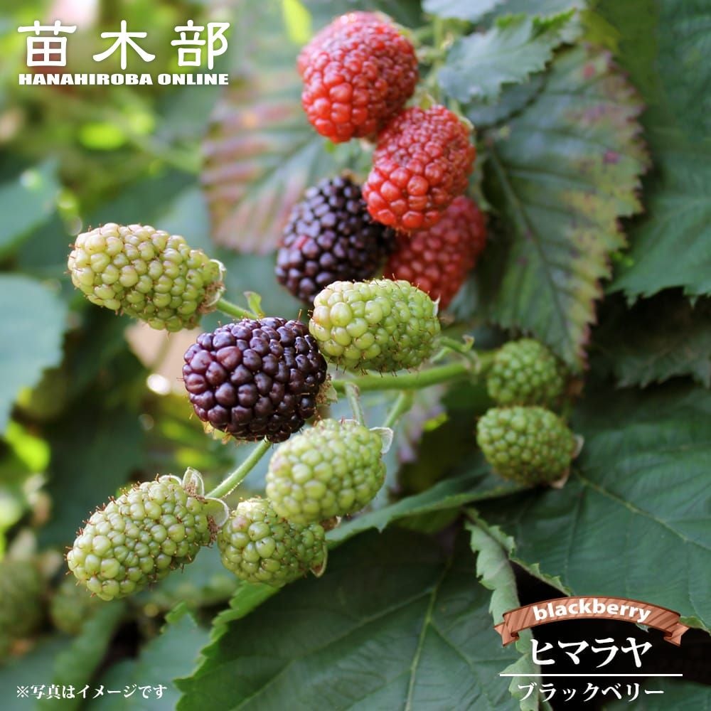 ブラックベリー トリプルクラウン 苗 販売 苗木部 By 花ひろばオンライン