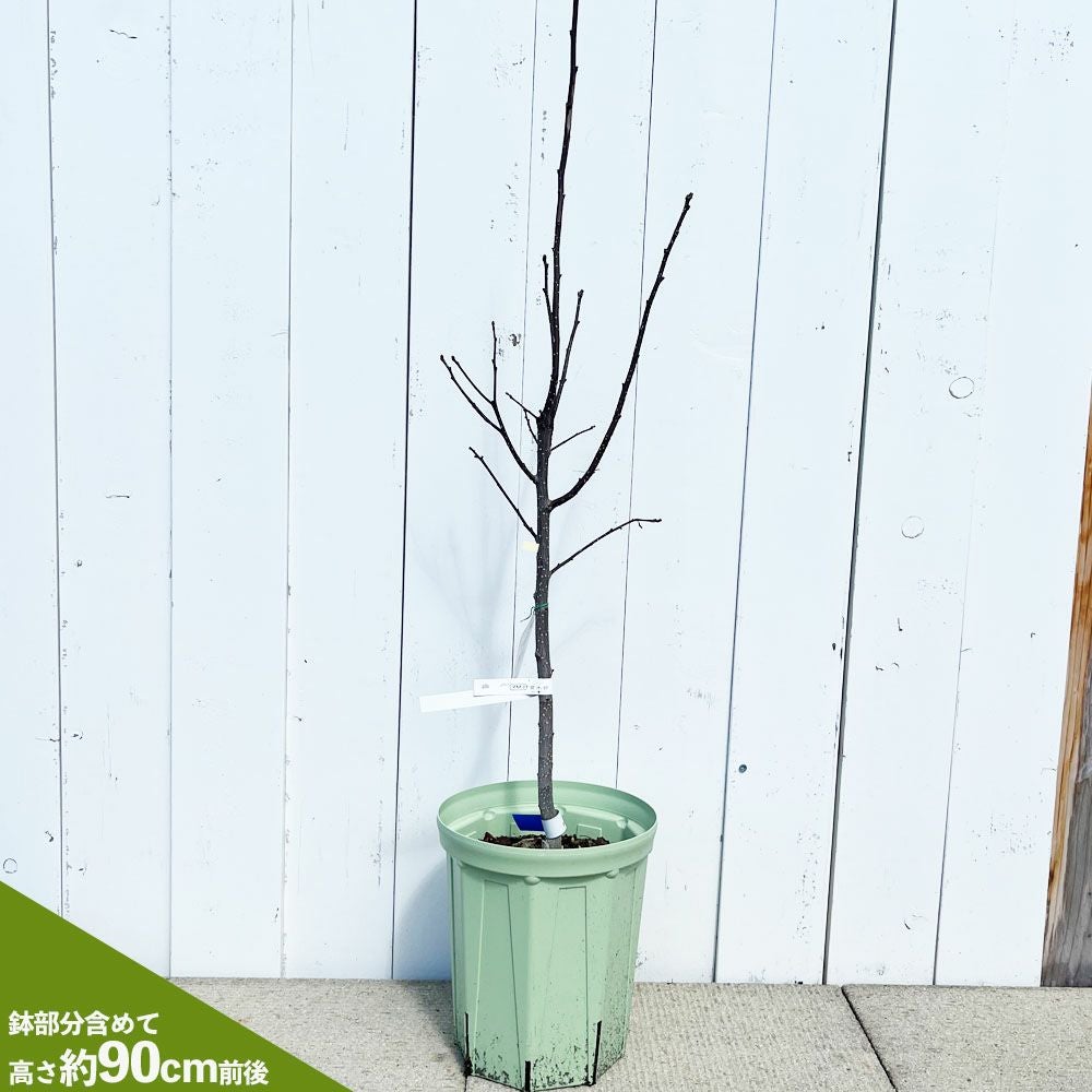 サンショウ 朝倉山椒 苗 育て方 苗木部 By 花ひろばオンライン