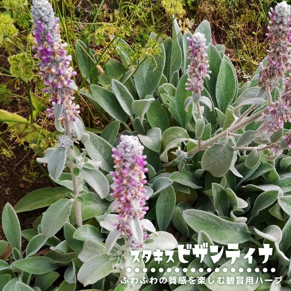 ダブルフラワーカモミール 苗 販売 苗木部 By 花ひろばオンライン