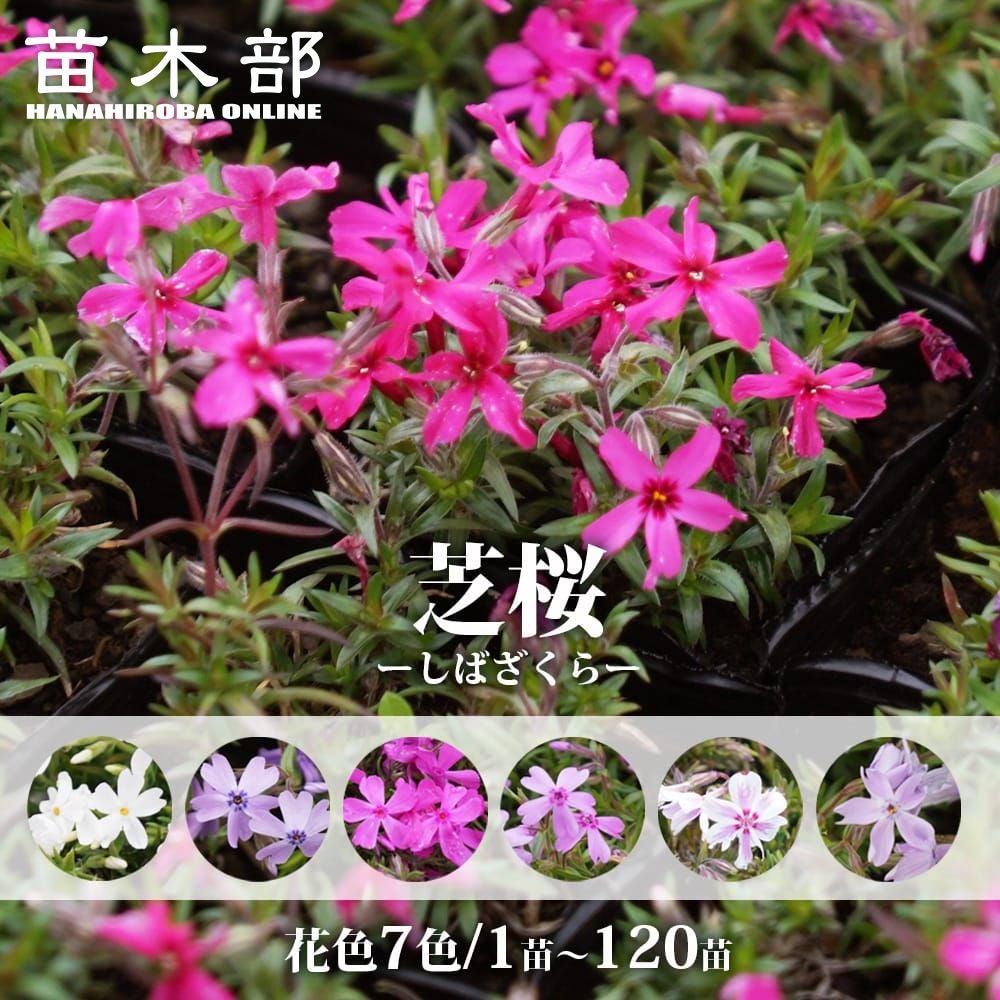 花色を選んで注文できる芝桜 苗 販売 苗木部 By 花ひろばオンライン