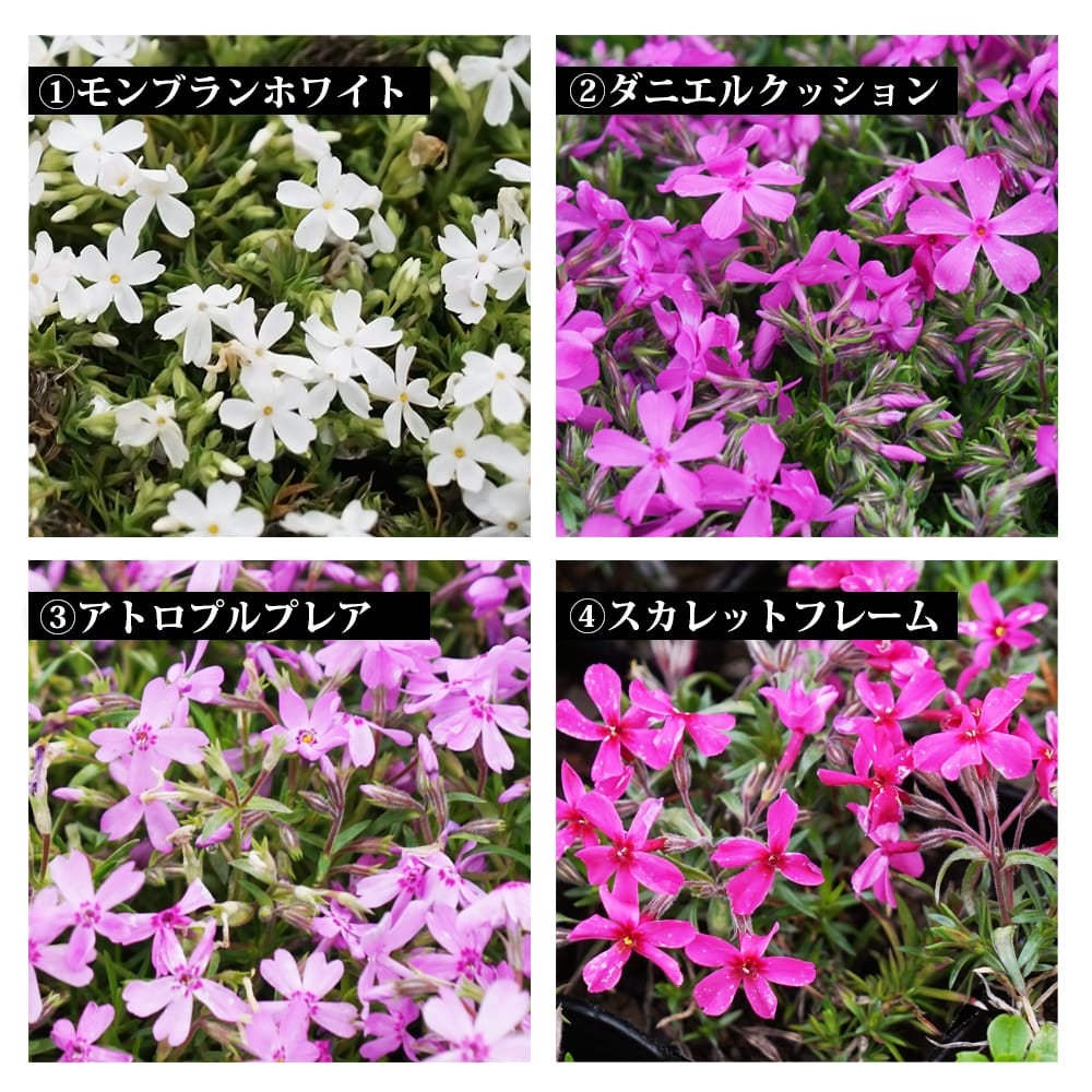 花色を選んで注文できる芝桜 苗 販売 苗木部 By 花ひろばオンライン