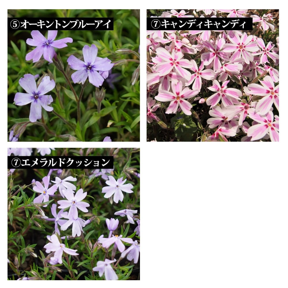 花色を選んで注文できる芝桜 苗 販売 苗木部 By 花ひろばオンライン