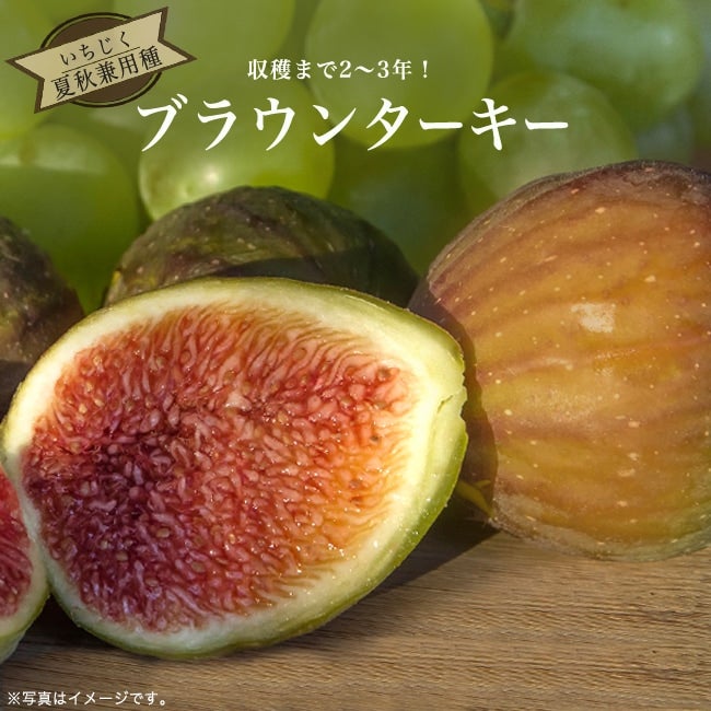 イチジク 夏秋兼用種 ロングドゥート 苗 通販 苗木部 By 花ひろば