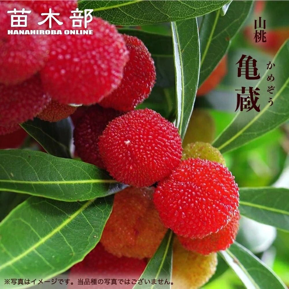 ヤマモモ メス 東魁 苗 おすすめ 苗木部 By 花ひろばオンライン