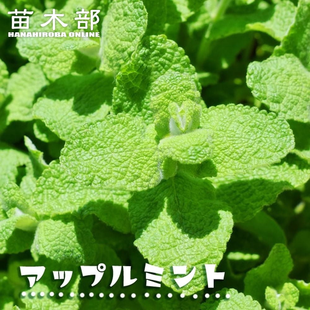 000000007055-01.jpg?size=l&w=