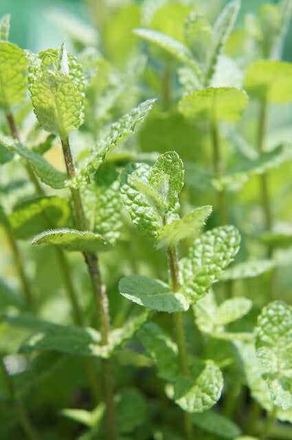 ミント アップルミント 苗 販売 苗木部 By 花ひろばオンライン