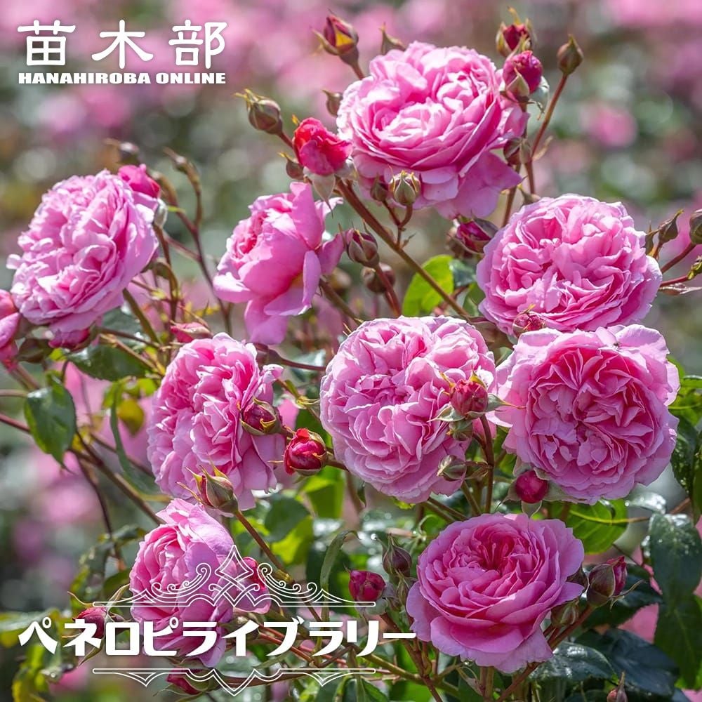 ピンクのバラ | 苗木部 本店 By 花ひろばオンライン