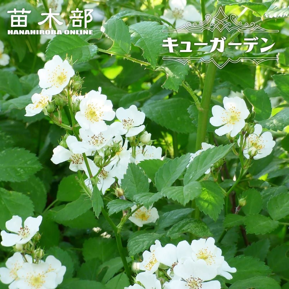 病気に強いバラ | 苗木部 本店 By 花ひろばオンライン