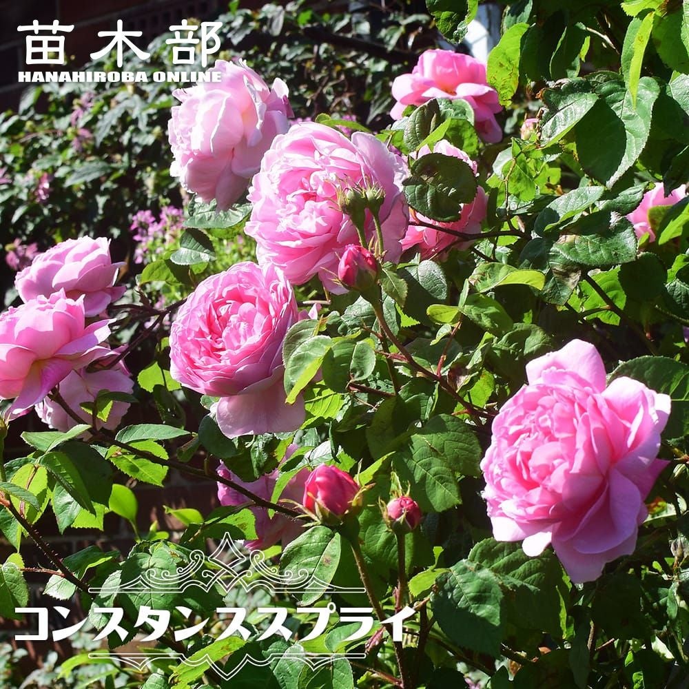 バラ　大苗　　レア　入手困難　コンスタンス 000000107011-01.jpg?size=l&w=