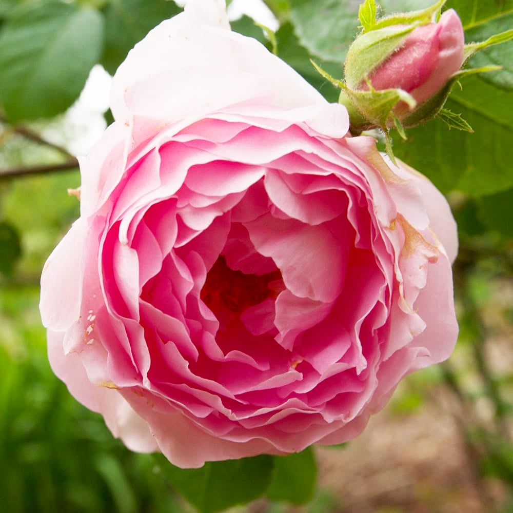 バラ コンスタンススプライ S シュラブ （半つるバラ） 苗 販売 苗木部