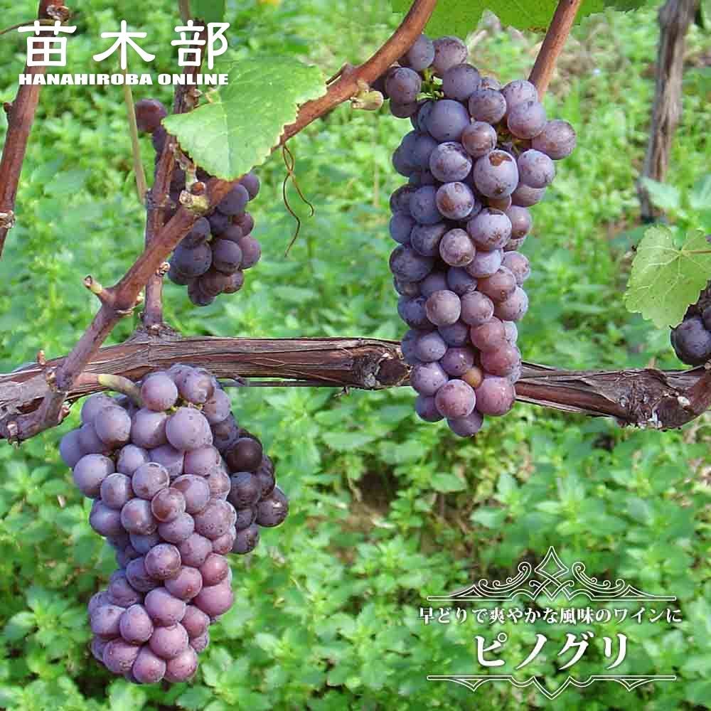 ブドウ 欧州系2倍体 瀬戸ジャイアンツ 苗 販売 苗木部 By 花ひろば