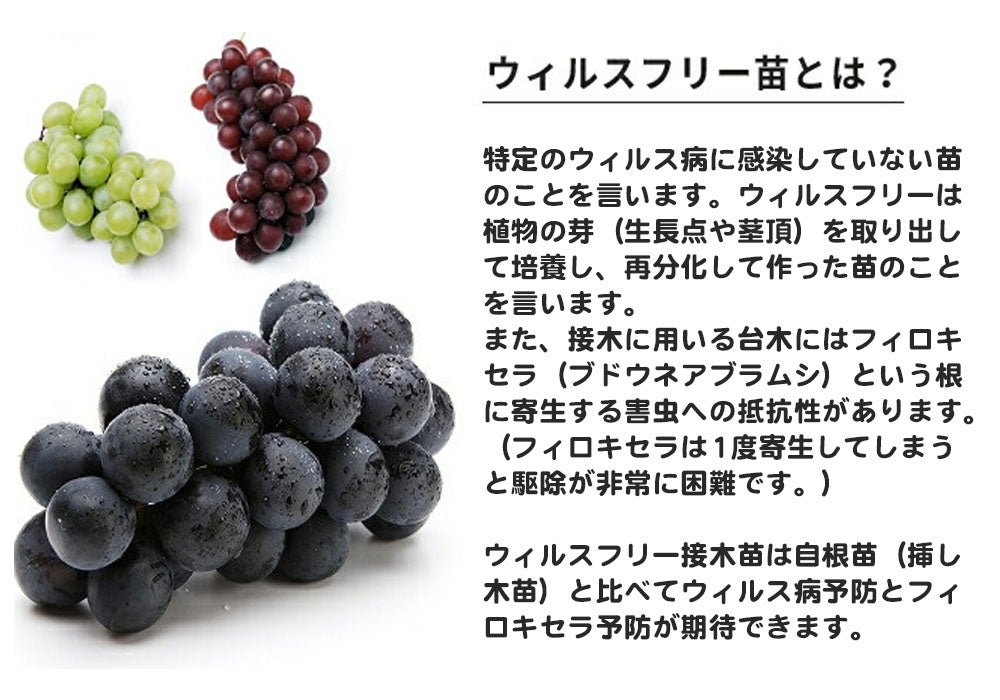 000000107145-03.jpg?size=l&w=