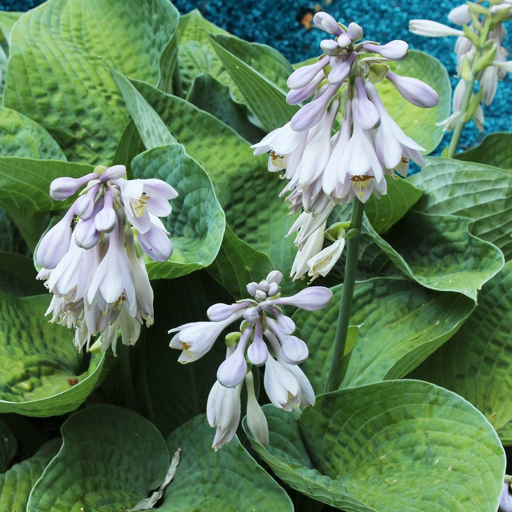 000000007227-02.jpg?size=l&w=