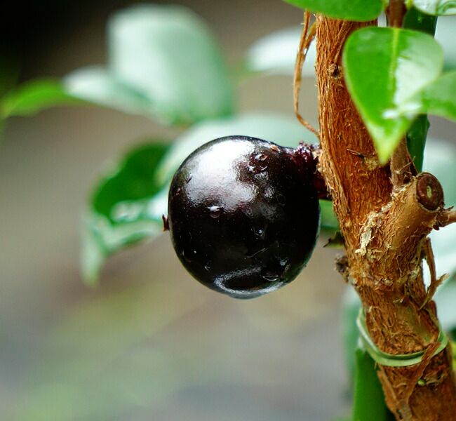 000000007464-02.jpg?size=l&w=