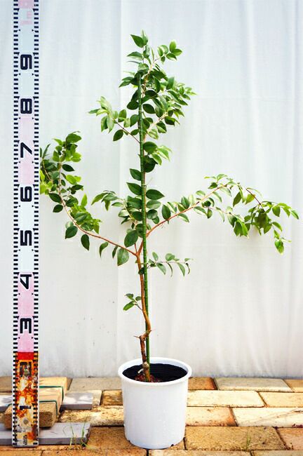 000000007464-03.jpg?size=l&w=