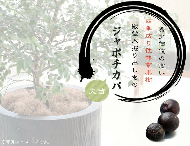 000000007464-05.jpg?size=l&w=