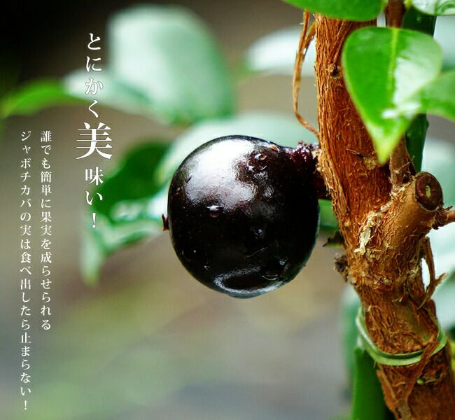 000000007464-06.jpg?size=l&w=