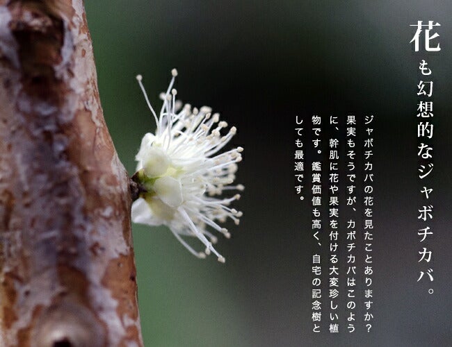 ジャボチカバ 大葉系 ジャボチカバ 苗 販売 苗木部 By 花ひろばオンライン