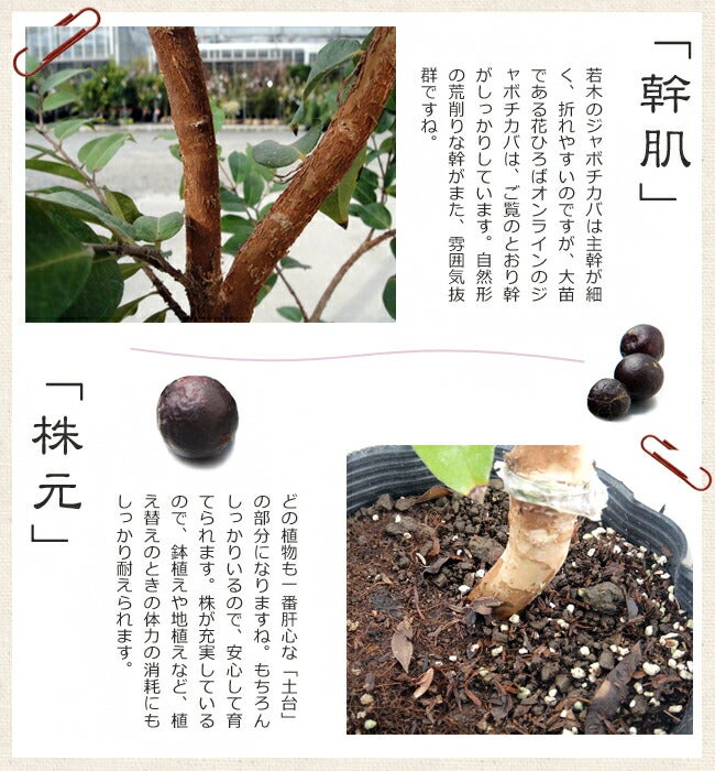 000000007464-09.jpg?size=l&w=