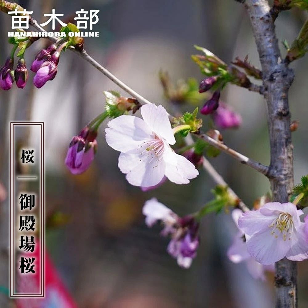 000000007580-01.jpg?size=l&w=