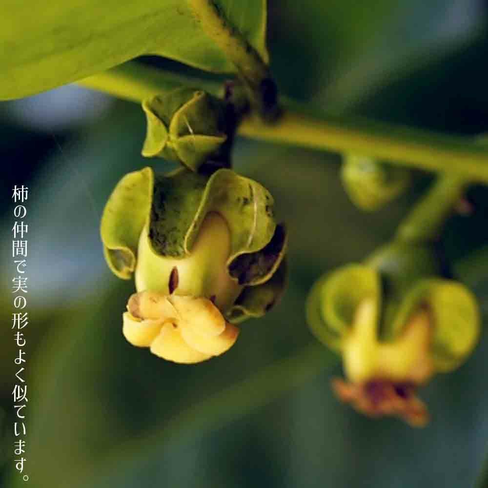 000000107504-02.jpg?size=l&w=