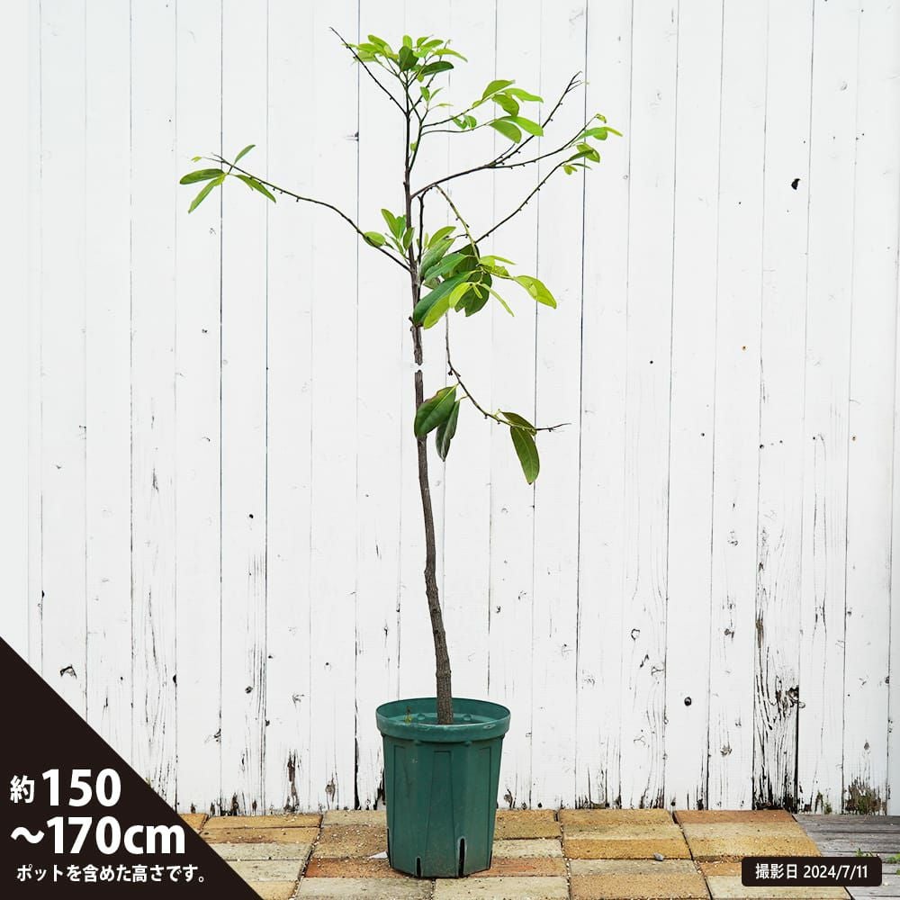 000000107504-03.jpg?size=l&w=