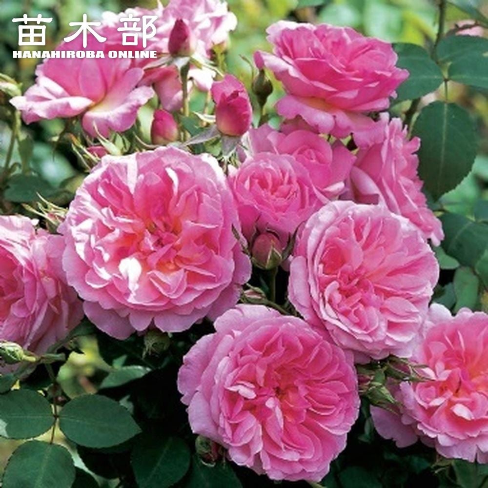 000000107521-01.jpg?size=l&w=