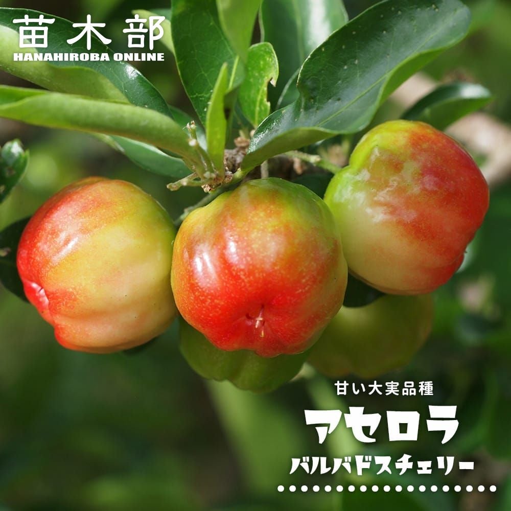 熱帯果樹の苗木｜アセロラ｜苗木部 本店｜花ひろばオンライン