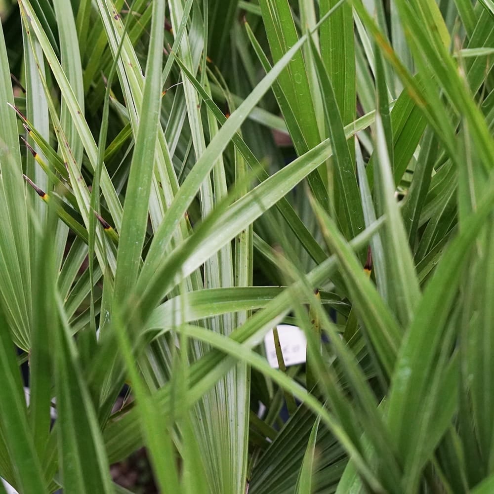 ブラヘア カルカレア 苗 販売 苗木部 By 花ひろばオンライン