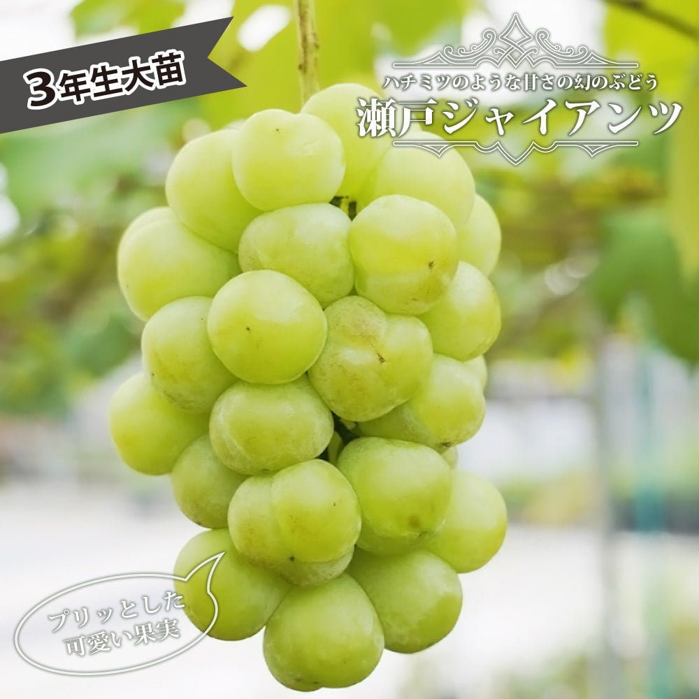 000000007881-01.jpg?size=l&w=