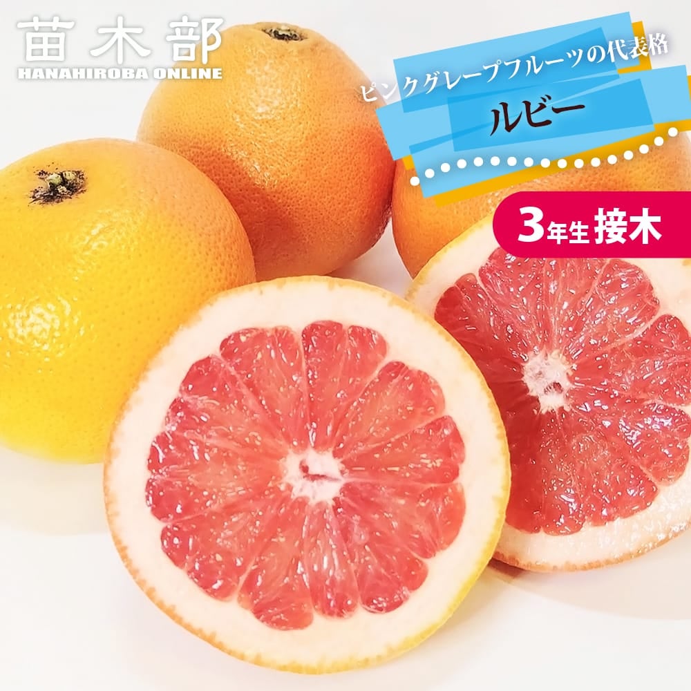 グレープフルーツ ルビー 4年生 ポリポット入り ルビー グレープフルーツ 苗 販売 苗木部 By 花ひろばオンライン