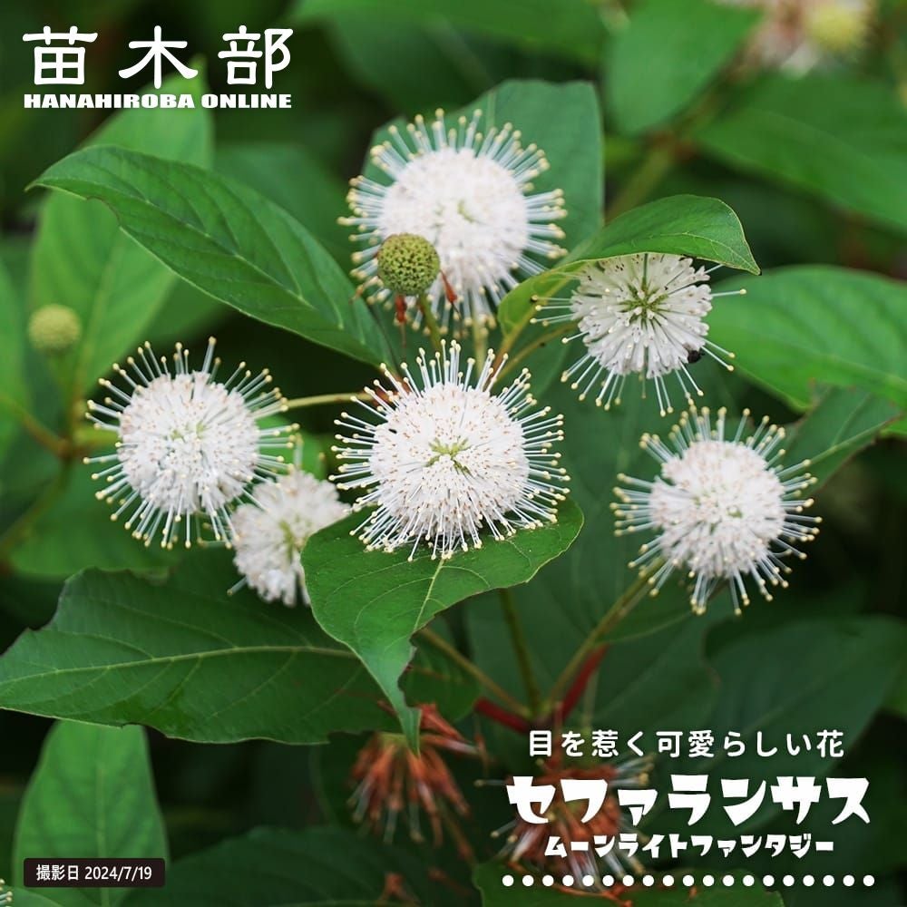 マカダミアナッツ バーモント ハイブリッド 苗 販売 苗木部 By 花