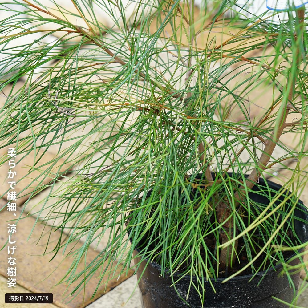 000000107916-02.jpg?size=l&w=