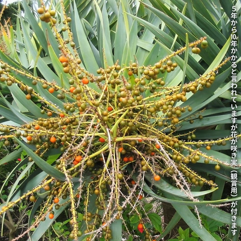 000000108001-03.jpg?size=l&w=