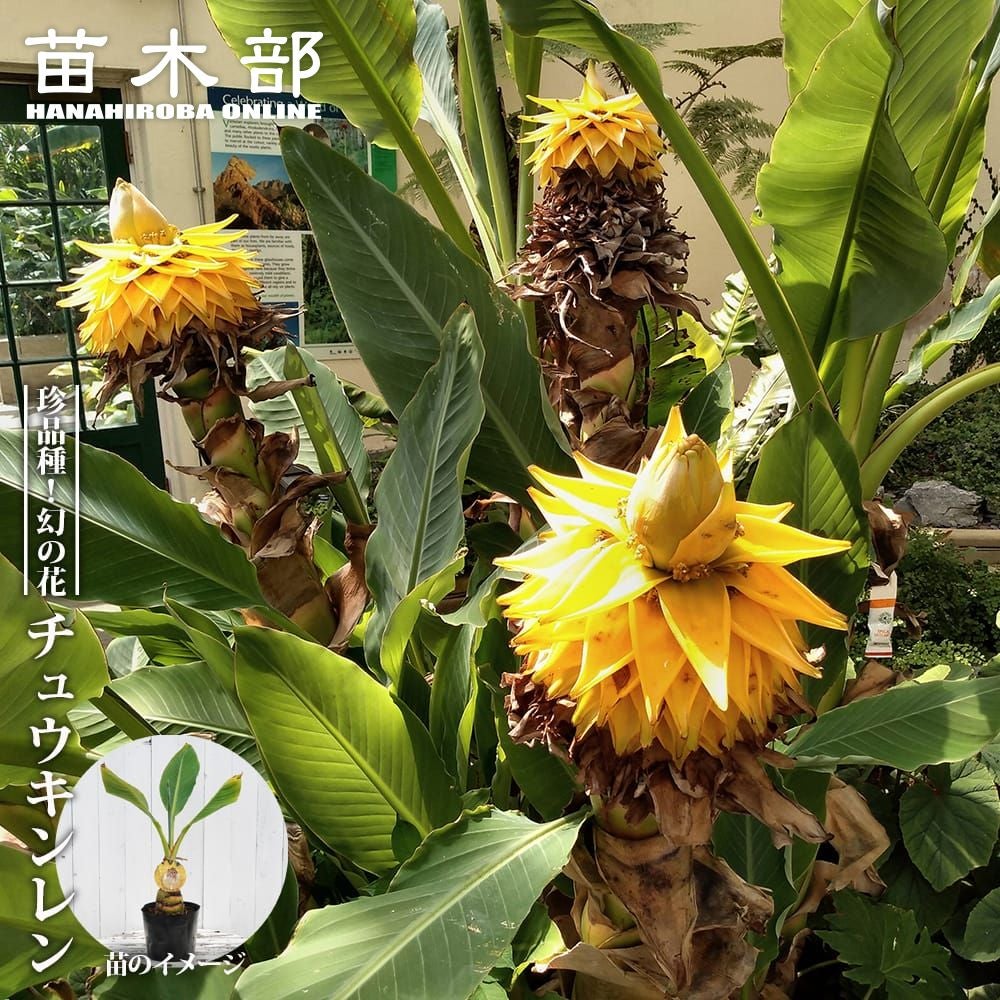 ユッカ フィリフェラ 苗 販売 苗木部 By 花ひろばオンライン