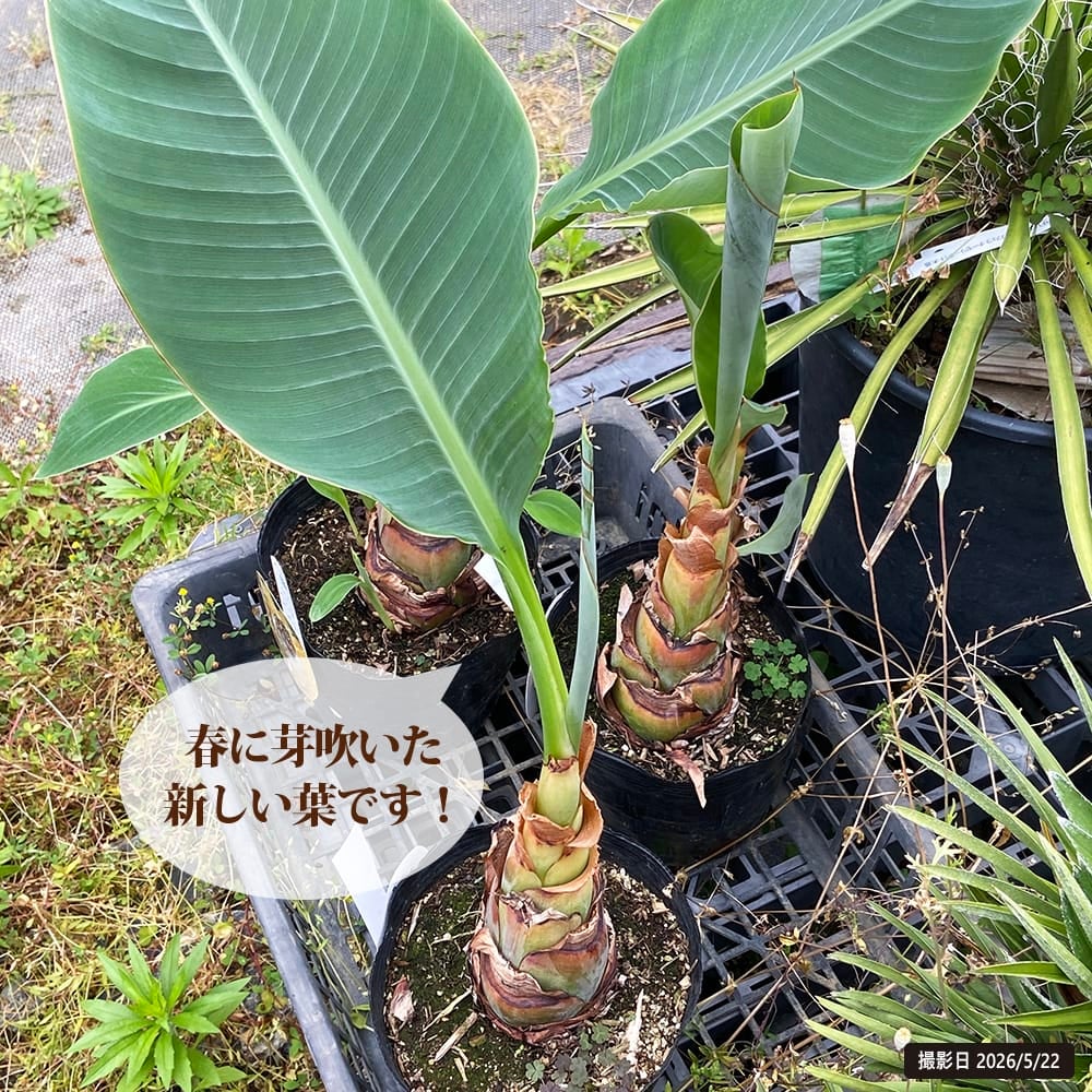 【希少開花株】★チュウキンレン★苗　開花株 チュウキンレン 苗 販売 苗木部 By 花ひろばオンライン
