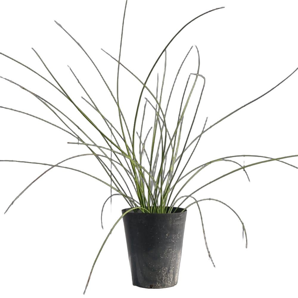 ダシリリオン ロンギシマム 苗 おすすめ 苗木部 By 花ひろばオンライン