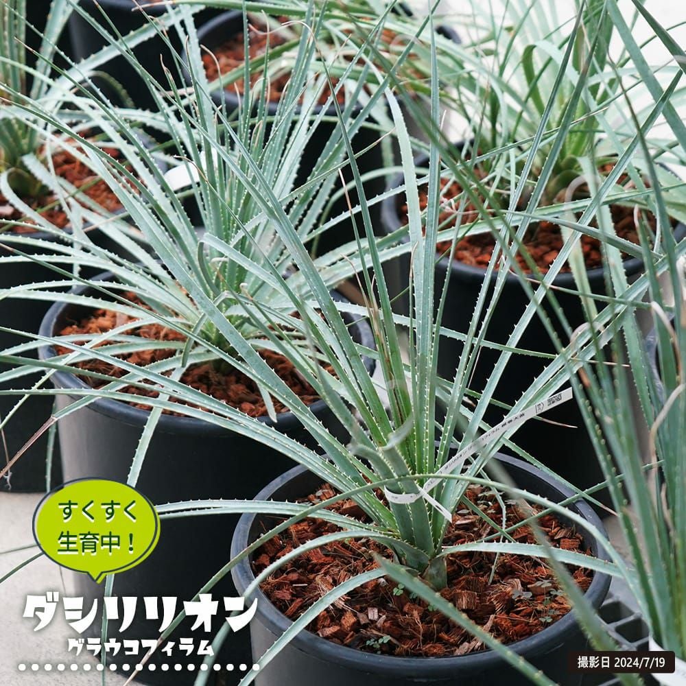 ダシリリオン グラウコフィラム 苗 通販 苗木部 By 花ひろばオンライン