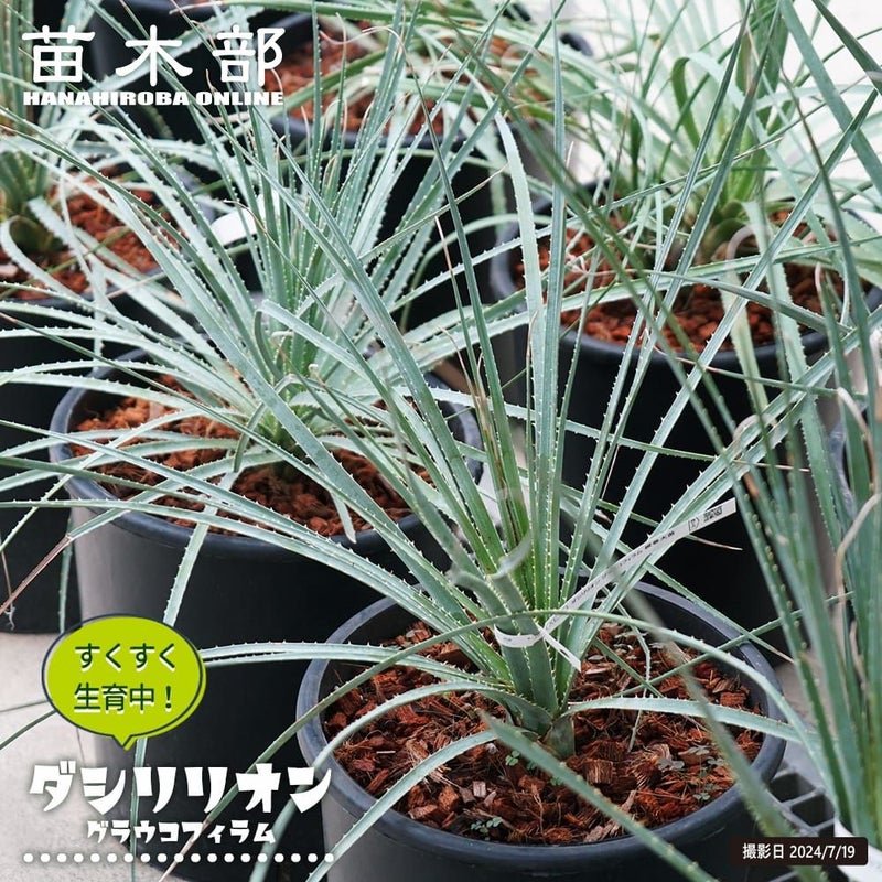 000000108035-01.jpg?size=l&w= 